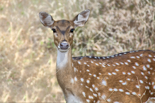 Ranthambhore National Park