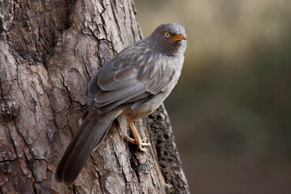 Ranthambhore National Park