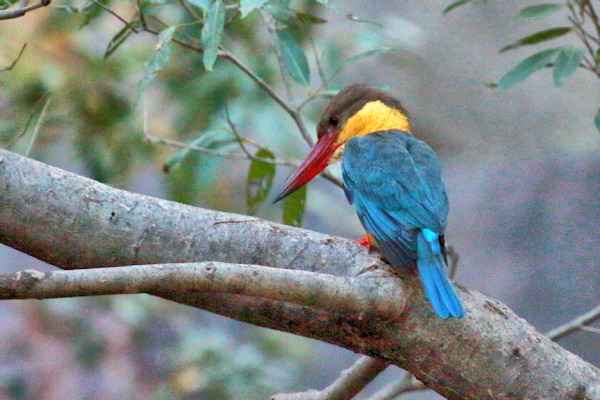 Ranthambhore National Park