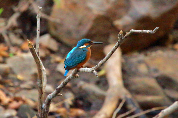 Ranthambhore National Park