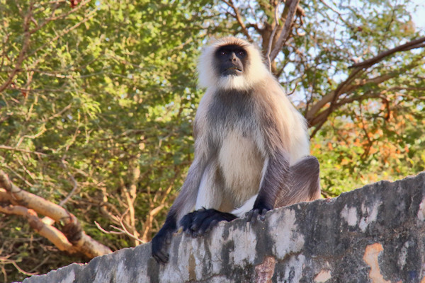 Ranthambhore National Park