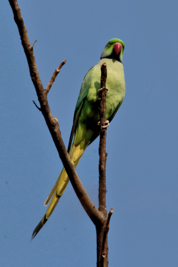 Ranthambhore National Park