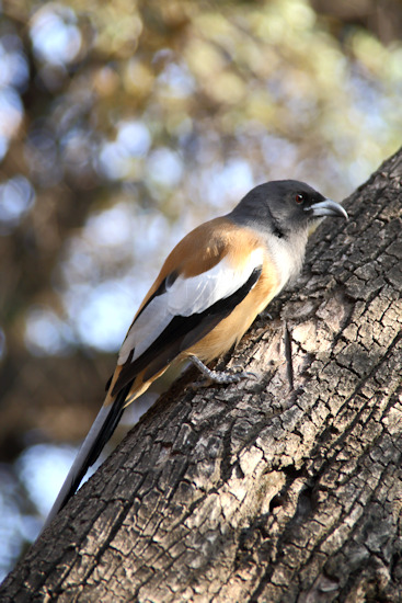 Ranthambhore National Park