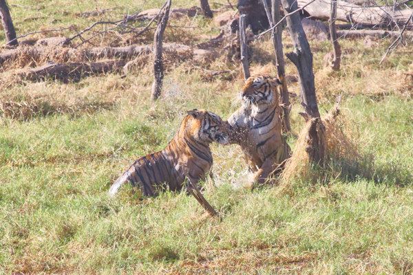 Ranthambhore National Park