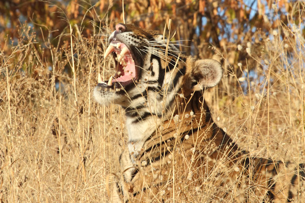 Ranthambhore National Park