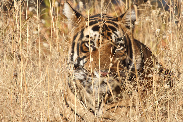 Ranthambhore National Park