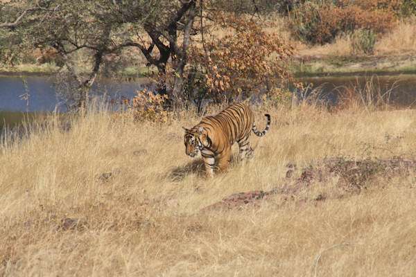 Ranthambhore National Park