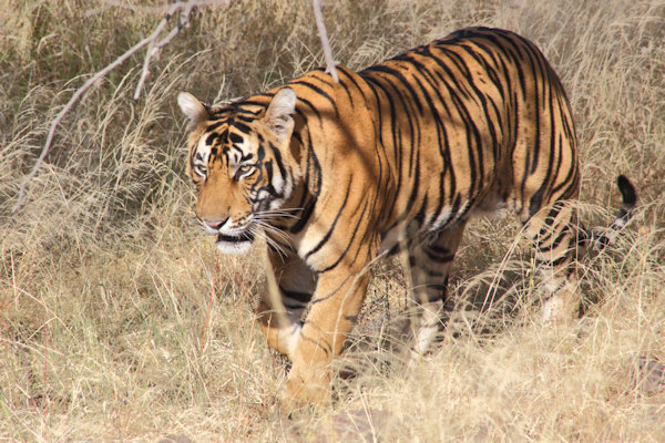 Ranthambhore National Park