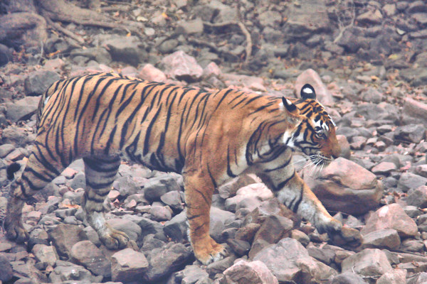 Ranthambhore National Park