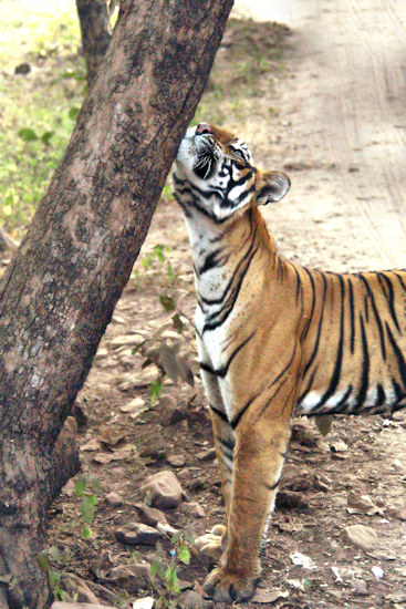 Ranthambhore National Park