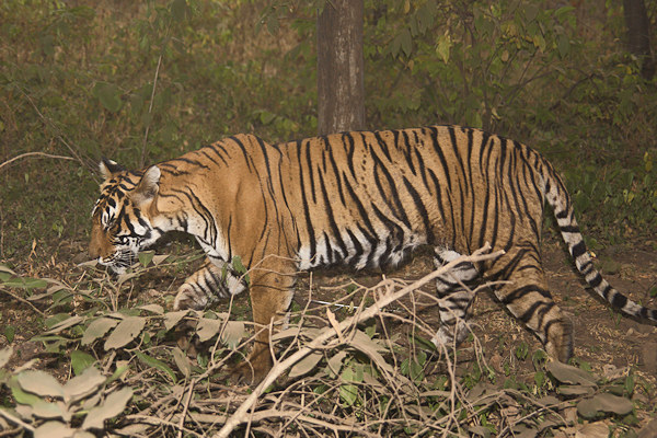 Ranthambhore National Park