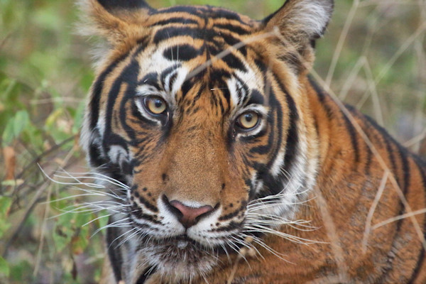 Ranthambhore National Park