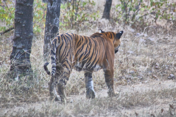 Ranthambhore National Park