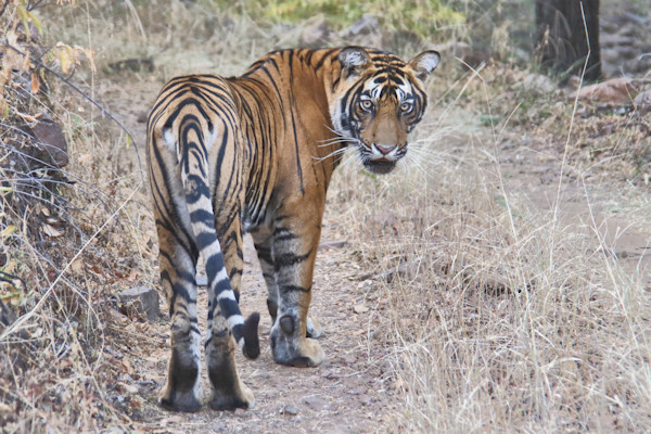 Ranthambhore National Park