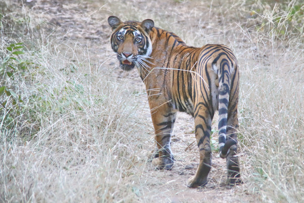 Ranthambhore National Park