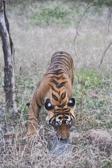 Ranthambhore National Park