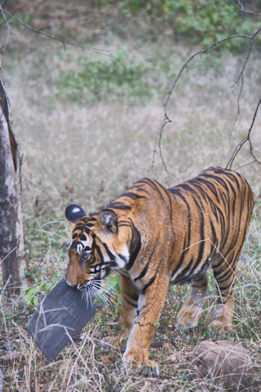 Ranthambhore National Park