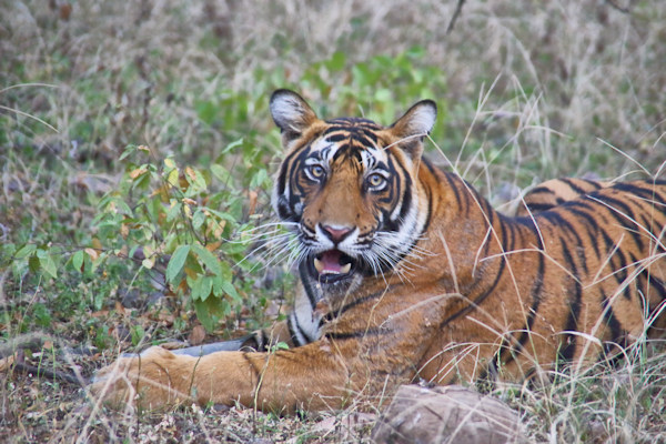 Ranthambhore National Park