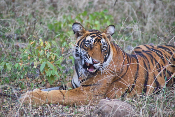 Ranthambhore National Park