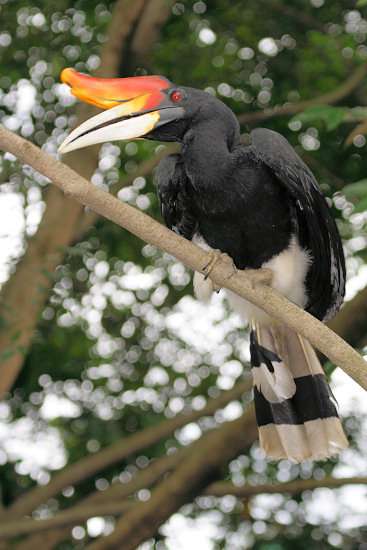 rhinoceros hornbill toucan