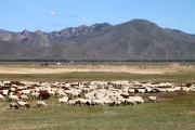 Mongolia_Countryside_2084_m_600