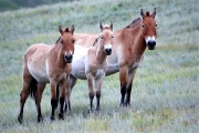 Mongolia_Hustai_WildHorses_3001_m_600