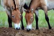 Mongolia_Hustai_WildHorses_3009_m_600