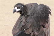 Mongolia_BlackVulture_2065_3000_m_600