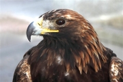 Mongolia_GoldenEagle_2038_m_600