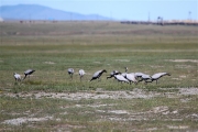 Mongolia_GunGaluut_Cranes_2943_3000_m_600