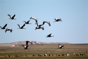 Mongolia_GunGaluut_Cranes_2950_m_600