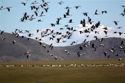 Mongolia_GunGaluut_Cranes_2951_m_600