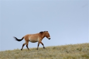 Mongolia_Hustai_WildHorses_2995_3000_m_600