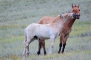 Mongolia_Hustai_WildHorses_3007_3000_m_600