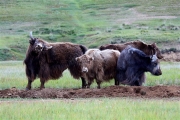 Mongolia_Hustai_Yaks_3024_3000_m_600