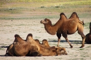 Mongolia_MiddleGobi_Camels_2527_3000_m_600