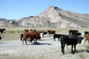 Mongolia_MiddleGobi_CattleHerd_2267_m_600