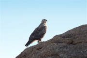 Mongolia_MiddleGobi_Falcon_2973_3000_m_600