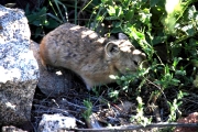 Mongolia_MiddleGobi_Gerbil_2367_600