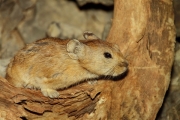 Mongolia_S_Gobi_LValley_Gerbil_2682_m_600