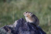 Mongolia_S_Gobi_LValley_Gerbil_2981_3000_m_600