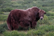 Mongolia_S_Gobi_Yaks_2897_3000_m_600