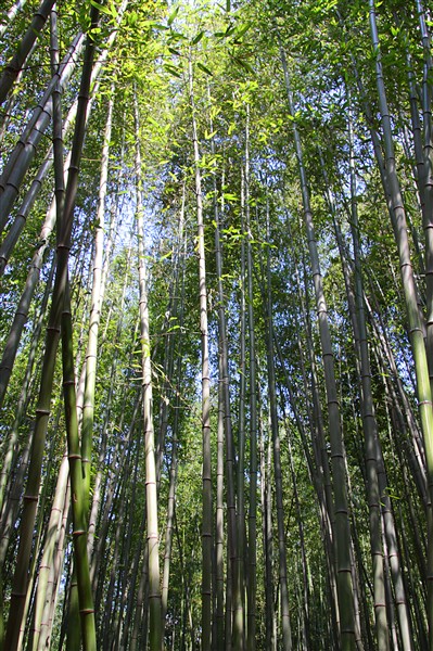 JukonkwonBambooForest__0367_m.jpg