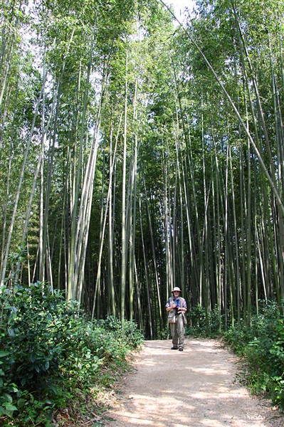 JukonkwonBambooForest__0371_m.jpg