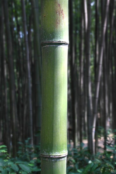 JukonkwonBambooForest__0372_m.jpg