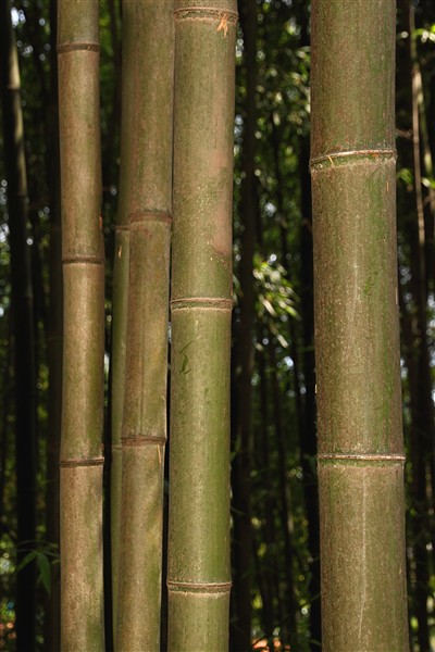 JukonkwonBambooForest__0373_m.jpg