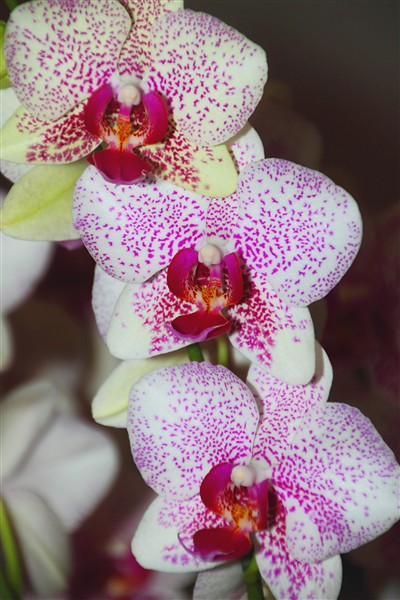 Mokpo_HyundaiHotel_Orchids_0345_m.jpg