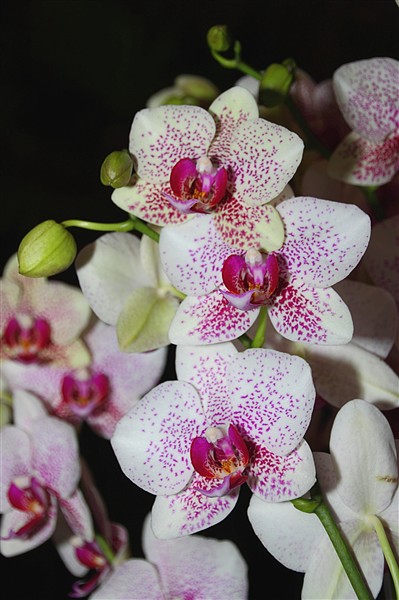 Mokpo_HyundaiHotel_Orchids_0347_m.jpg