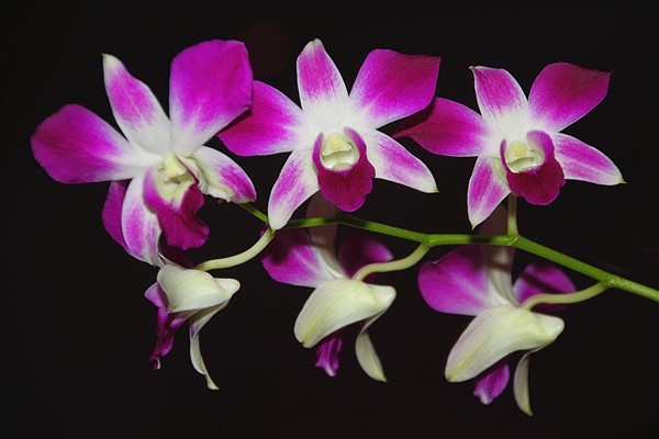 Mokpo_HyundaiHotel_Orchids_0349_m.jpg