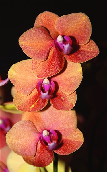 Mokpo_HyundaiHotel_Orchids_0351_m.jpg